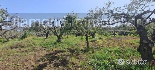 Terreno agricolo 3.200mq zona doc a castiglione - Vista 3