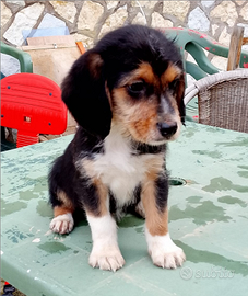 Cucciolo di Beagle e grifon basset
