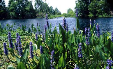 Kit laghetto: ninfea, palustri e ossigenante