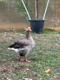 Oche bianche e cignoidi