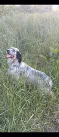 Setter