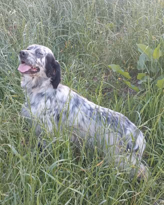 Setter