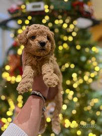 Cucciole Maltipoo Toy Ipoallergeniche, dolcissime