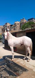 cavallo