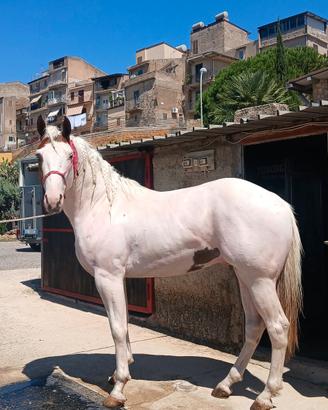 cavallo