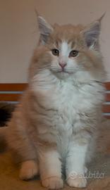 Norvegese delle Foreste