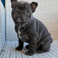 Bulldog francese blu