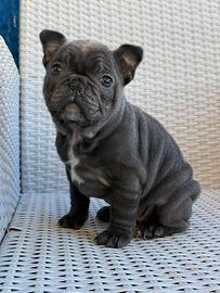 Bulldog francese blu