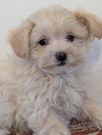 Kinder maltipoo toy
