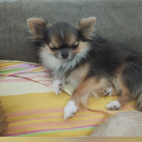Chihuahua