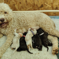 Lagotto Romagnolo cuccioli con pedigree ROI