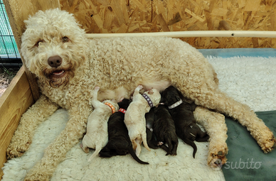 Lagotto Romagnolo cuccioli con pedigree ROI