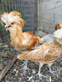 Gallo padovano camoscio