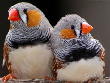 Diamantini bengalini