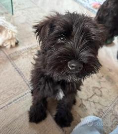 Schnauzer nano