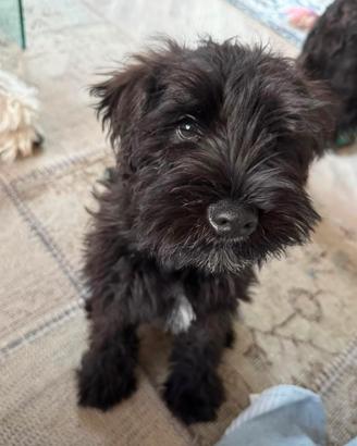 Schnauzer nano
