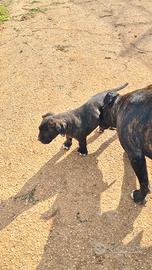Cane corso