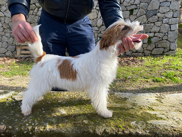 Jack Russel terrier