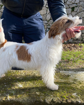 Jack Russel terrier