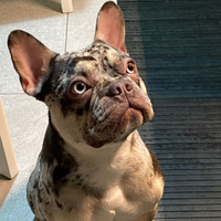 Bulldog francese per monta
