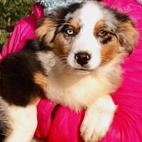 Cucciola femmina Pastore Australiano Blue Merle