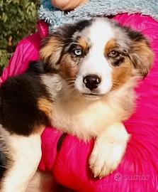 Cucciola femmina Pastore Australiano Blue Merle