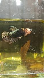 Betta plakat panda