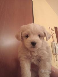 Cucciolo maltese