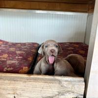 Cuccioli weimaraner