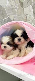 Shih tzu