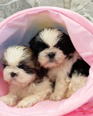 Shih tzu