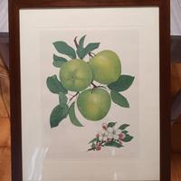 Stampe incorniciate - mele e camelia