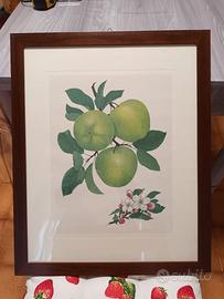 Stampe incorniciate - mele e camelia