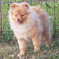 Cuccioli di Spitz tedesco piccolo