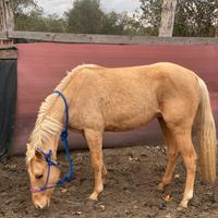 Quarter palomina 3 anni