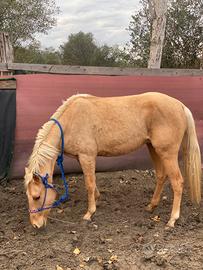 Quarter palomina 3 anni