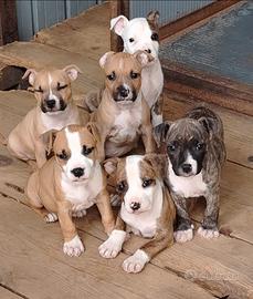 Cuccioli amstaff