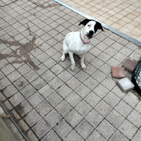 Cagnolina boxer/ bracco per nuovo padrone