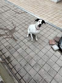 Cagnolina boxer/ bracco per nuovo padrone