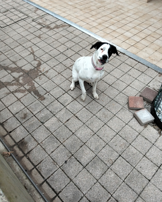 Cagnolina aspetta nuovo padrone