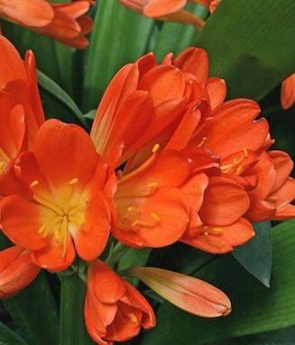 Pianta Clivia