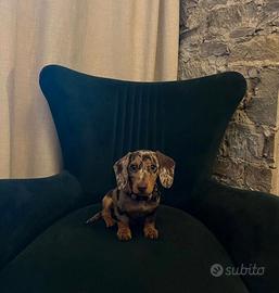 Bassotta Marmorizzata