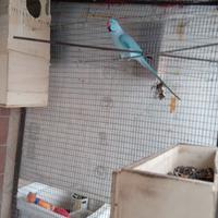 Parrocchetto dal collare