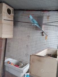 Parrocchetto dal collare