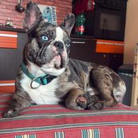 Buldog francese per monta