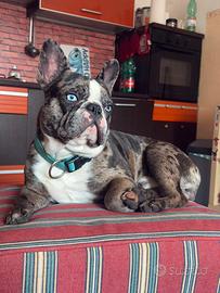 Buldog francese per monta