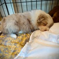 Cuccioli Border Collie x Australian Shepherd