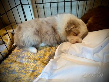 Cuccioli Border Collie x Australian Shepherd