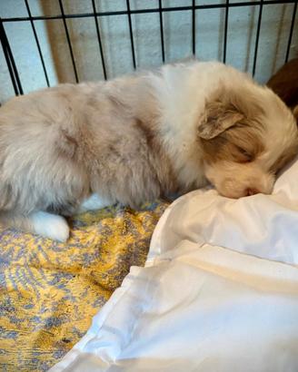 Cuccioli Border Collie x Australian Shepherd