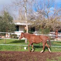 Puledro anglo-arabo del 2023